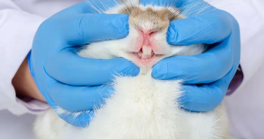 How many teeth do rabbits have
